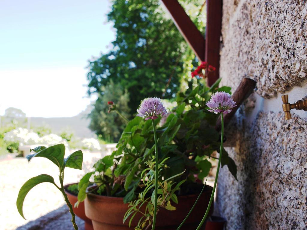 Quinta Da Pousadela - Agroturismo Pensionat Amarante Exteriör bild